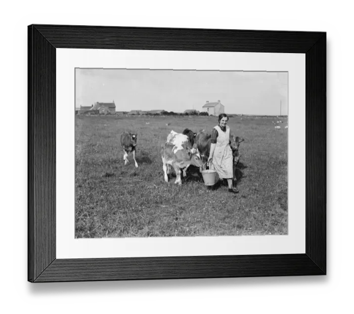 Framed Print : Cows following the farmer with the feed. 1936 Framed Print : Cows following the farmer with the feed. 1936