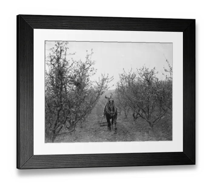 Framed Print : A farmer boy rides on the horse which is pulling the harrows between the fruit trees
