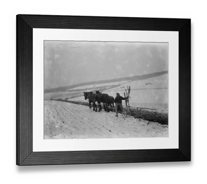 Framed Print : Ploughing in snow on a field in Sevenoaks, Kent. 1937
