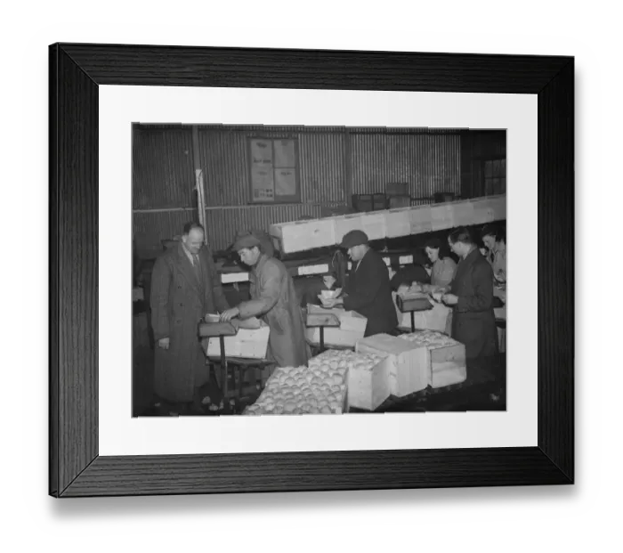 Framed Print : Workers busily demonstrating packing fruit at the Fruit Farm in Swanley, Kent. 1938