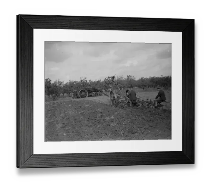 Framed Print : A farmer uses a steam engine to plough a field. 1935 Framed Print : A farmer uses a steam engine to plough a field. 1935