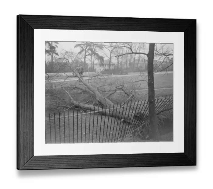 Framed Print : Storm damage in Sidcup, Kent. An uprooted tree. 1939 Framed Print : Storm damage in Sidcup, Kent. An uprooted tree. 1939