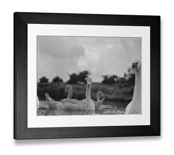 Framed Print : Swans and cygnets. 1937 Framed Print : Swans and cygnets. 1937