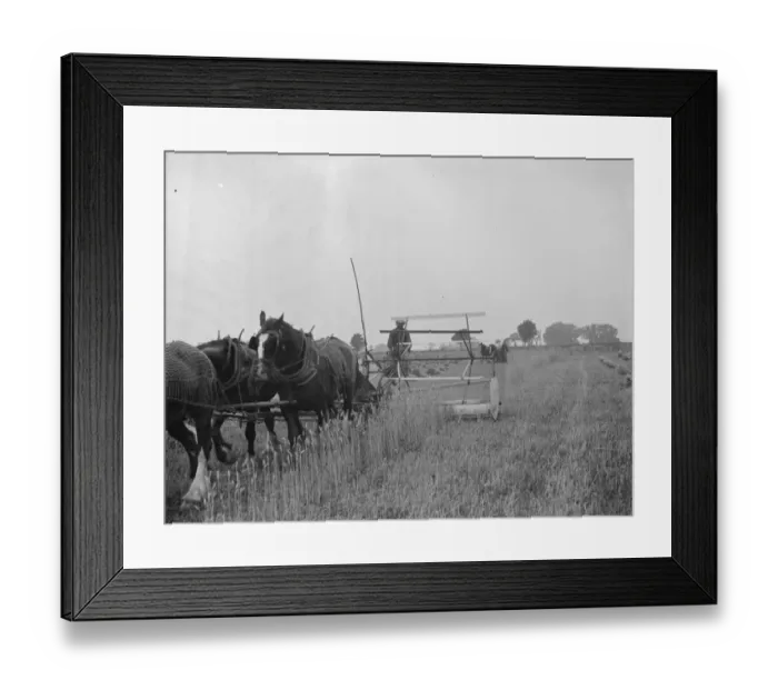 Framed Print : A farmer harvests his fields with his shire horse tethered to Massey Harris Reaper Framed Print : A farmer harvests his fields with his shire horse tethered to Massey Harris Reaper