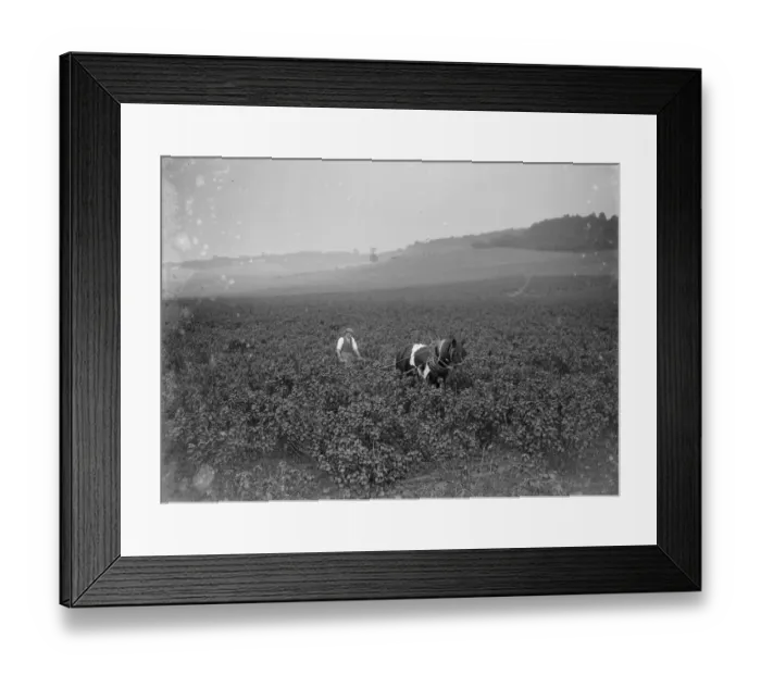Framed Print : A farmer ploughing with his horse in a currant plantation. 1935 Framed Print : A farmer ploughing with his horse in a currant plantation. 1935