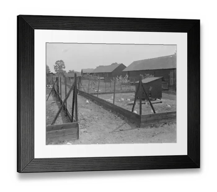 Framed Print : A poultry run. 1939