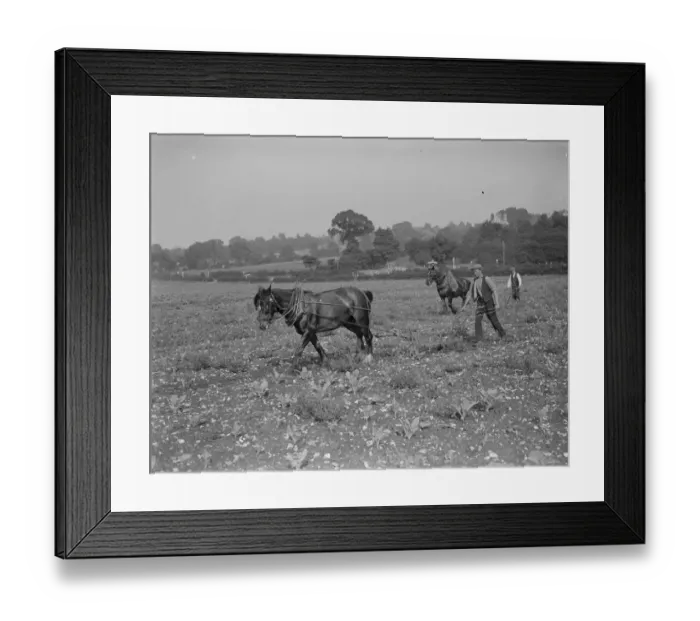 Framed Print : A farmer workers ploughs a field with horses pulling the ploughs. 1935 Framed Print : A farmer workers ploughs a field with horses pulling the ploughs. 1935