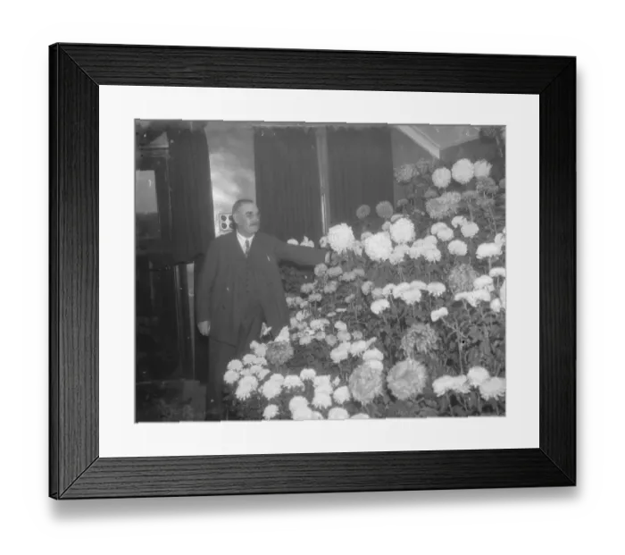 Framed Print : Chrysanthemums at the Longfield Flower Show in Kent. 1936