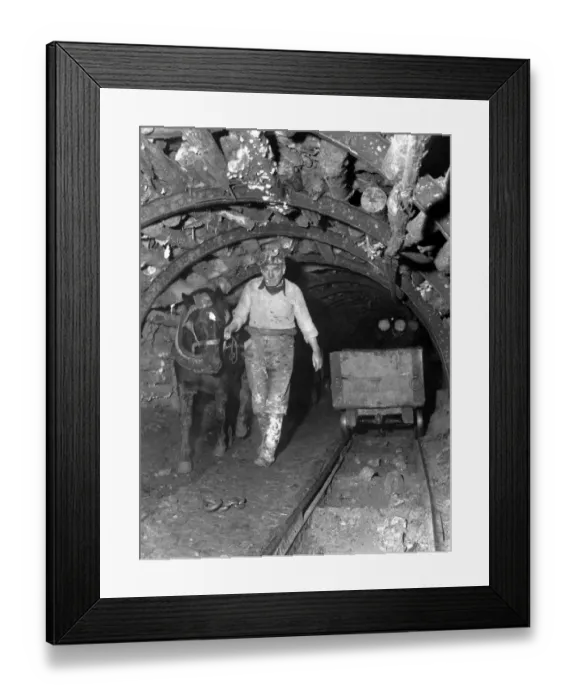 Framed Print : Willie Miller of Eddlewood leads a nine year old pony Bessie up the mine shaft