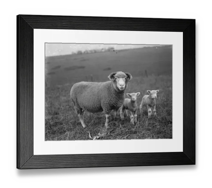Framed Print : Ewe with her lambs on a field in Eynsford, Kent. 1936 Framed Print : Ewe with her lambs on a field in Eynsford, Kent. 1936