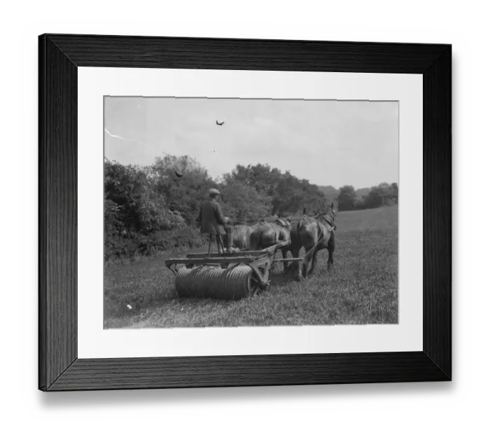 Framed Print : Rolling in oats, near Keston Church, Kent. 1937 Framed Print : Rolling in oats, near Keston Church, Kent. 1937