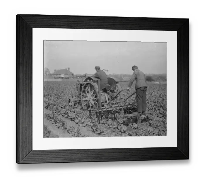 Framed Print : Farm workers on a tractor cultivate a field. 1935 Framed Print : Farm workers on a tractor cultivate a field. 1935