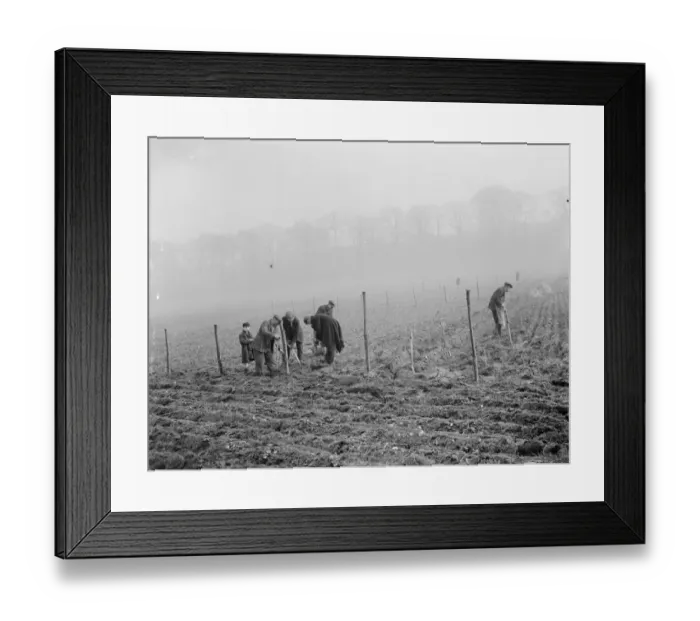 Framed Print : Planting mulberry trees for silkworms. 1936 Framed Print : Planting mulberry trees for silkworms. 1936