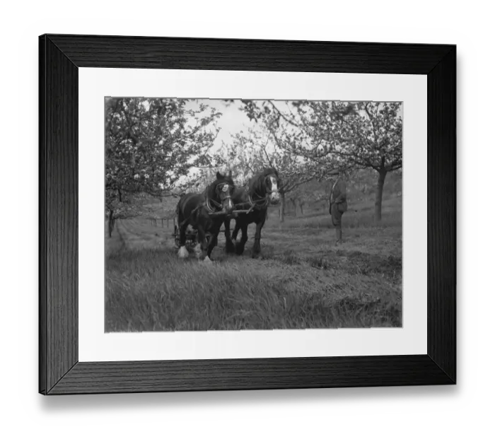 Framed Print : A team of horses cutting grass in an orchard. 1935 Framed Print : A team of horses cutting grass in an orchard. 1935