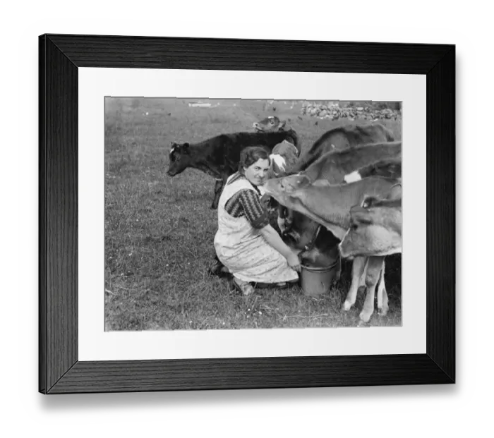 Framed Print : Cows following the farmer with the feed. 1936 Framed Print : Cows following the farmer with the feed. 1936