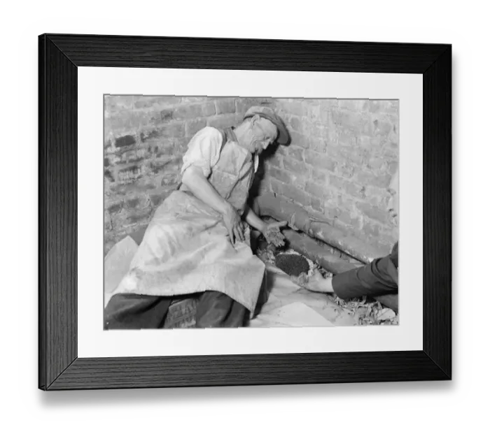 Framed Print : Hedgehogs being cared for at the Swanly nursery in Kent. 1936 Framed Print : Hedgehogs being cared for at the Swanly nursery in Kent. 1936