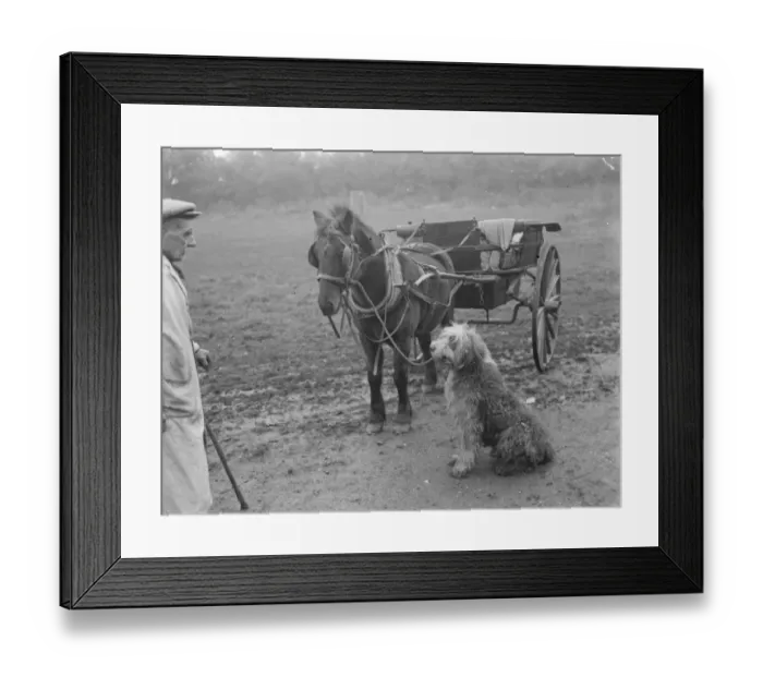 Framed Print : Mr Groombridge looks on as his sheepdog holds the reins to the poney and trap Framed Print : Mr Groombridge looks on as his sheepdog holds the reins to the poney and trap
