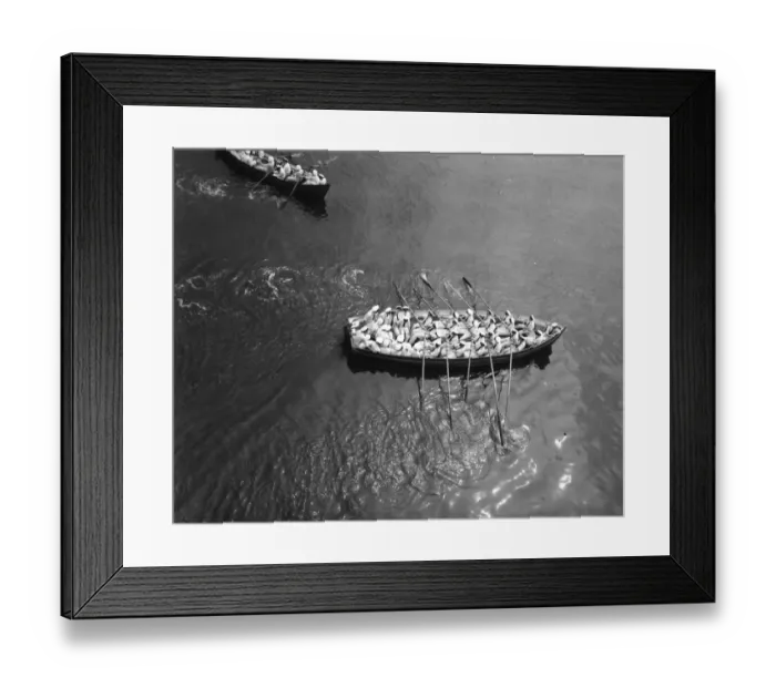 Framed Print : Naval cadets rowing in packed boat during an Abandon Ship exercise from the training Framed Print : Naval cadets rowing in packed boat during an Abandon Ship exercise from the training