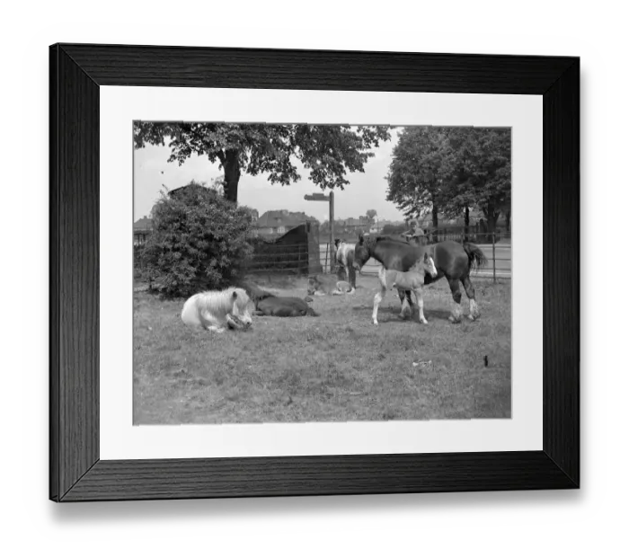 Framed Print : Horses and foals. 1934 Framed Print : Horses and foals. 1934