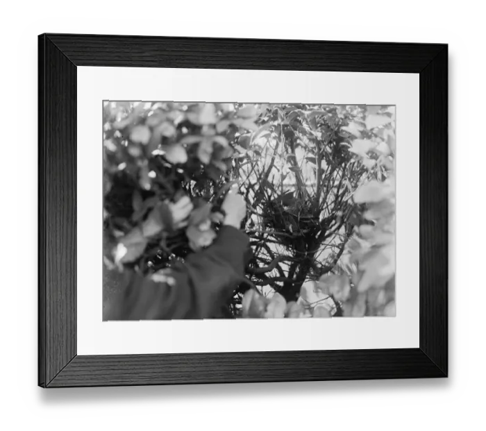 Framed Print : Thrush sitting in its nest. 1935