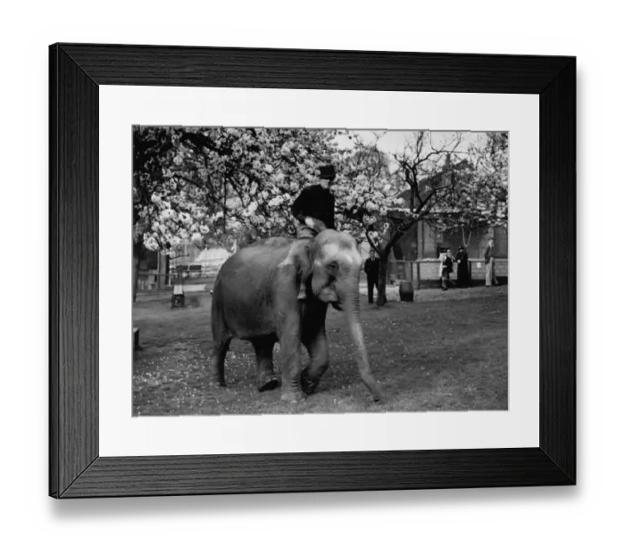 Framed Print : Visitors to Maidstone Zoo Park, Kent, England, are now seeing as an extra privilege Framed Print : Visitors to Maidstone Zoo Park, Kent, England, are now seeing as an extra privilege