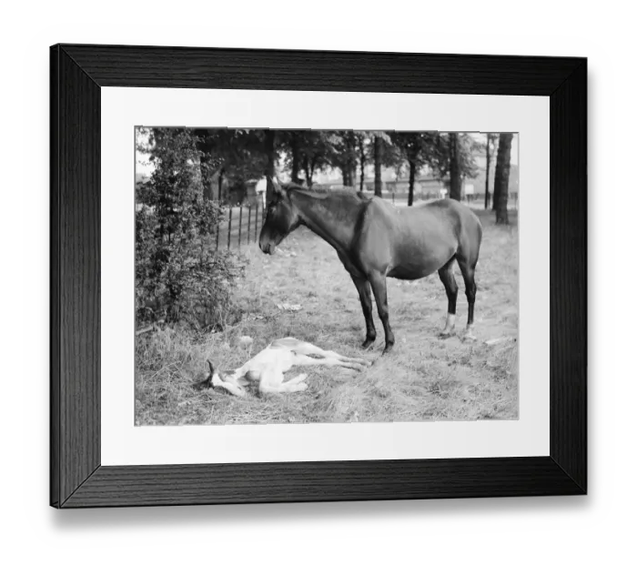 Framed Print : A horse and colt on a field in New Eltham, London. 1936 Framed Print : A horse and colt on a field in New Eltham, London. 1936