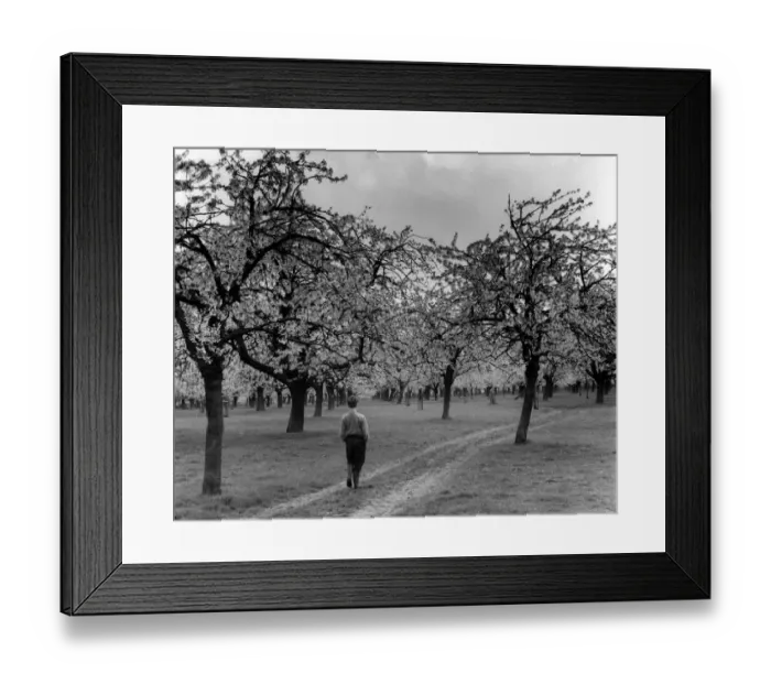Framed Print : A lone boy walking through a cherry blossom orchard, Kent, England