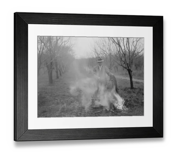 Framed Print : Fruit trees protection. A farm worker is burning insect traps. 1939 Framed Print : Fruit trees protection. A farm worker is burning insect traps. 1939