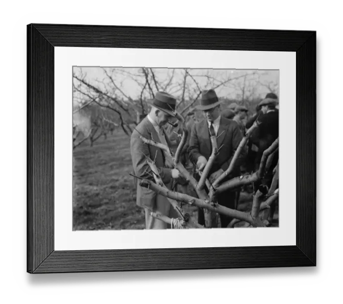 Framed Print : Grafting demonstrations. 1935 Framed Print : Grafting demonstrations. 1935
