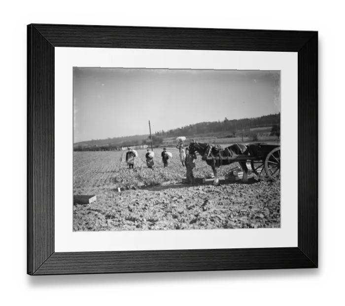 Framed Print : The daffodil harvest at Swanley in Kent. ( bunching ). 15 March 1938 Framed Print : The daffodil harvest at Swanley in Kent. ( bunching ). 15 March 1938