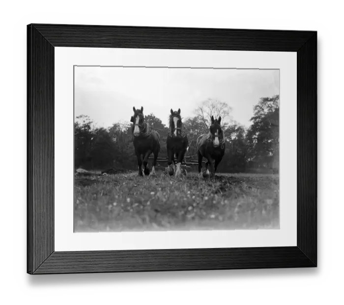 Framed Print : Ploughing with horses, furrowing. 1933 Framed Print : Ploughing with horses, furrowing. 1933