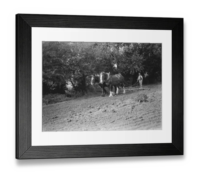 Framed Print : A farmer and his team of horses harrow a field. 1935