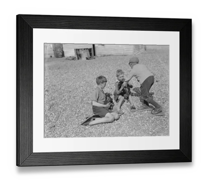 Framed Print : Dungeness beach. Boys with puppies. They use beach shoes to walk over the stones Framed Print : Dungeness beach. Boys with puppies. They use beach shoes to walk over the stones