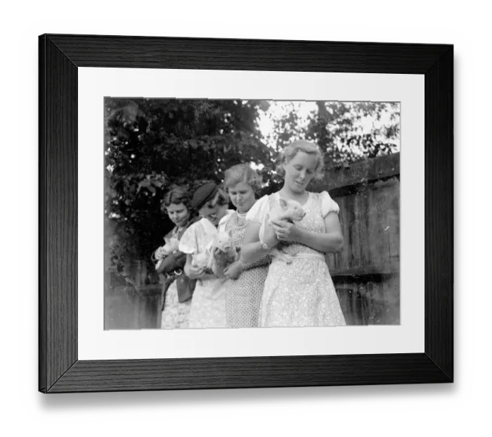 Framed Print : Swanley College Girls being given Pig tuition. 1934 Framed Print : Swanley College Girls being given Pig tuition. 1934