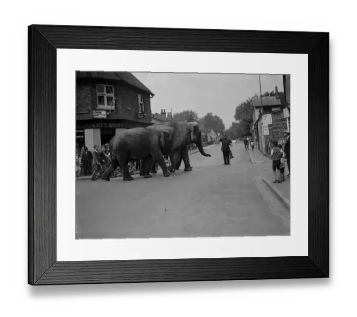 Framed Print : Elephants crossing, Footscray. 1935