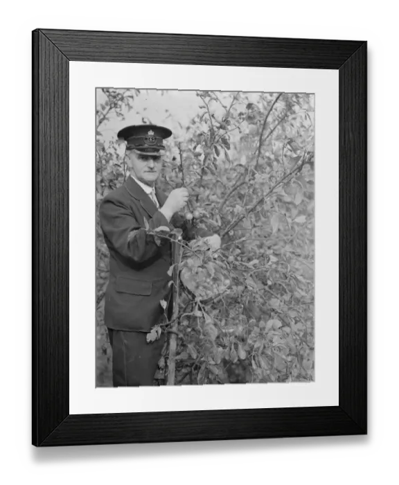 Framed Print : Postman Mr A Cooling up a tree, in Chislehurst, Kent picking pulms Framed Print : Postman Mr A Cooling up a tree, in Chislehurst, Kent picking pulms