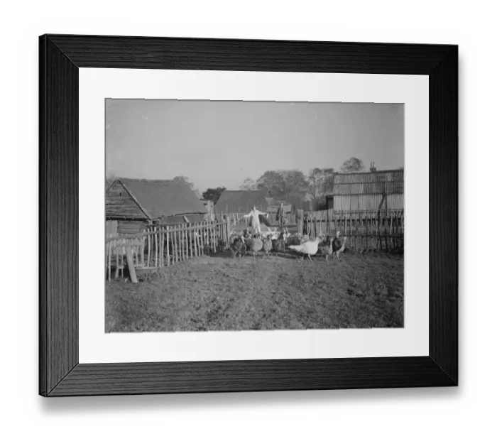 Framed Print : Turkeys on a farm in Frant, East Sussex. 1937 Framed Print : Turkeys on a farm in Frant, East Sussex. 1937