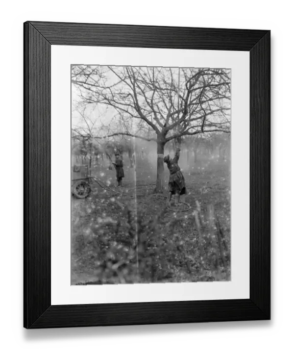 Framed Print : Spraying a fruit orchard. 1935 Framed Print : Spraying a fruit orchard. 1935