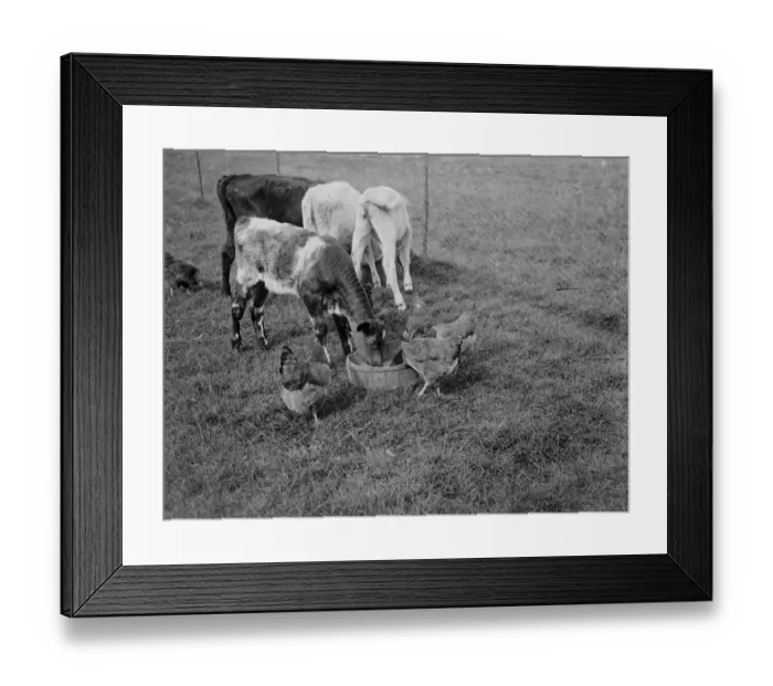 Framed Print : Calves and chickens feast. 1935 Framed Print : Calves and chickens feast. 1935