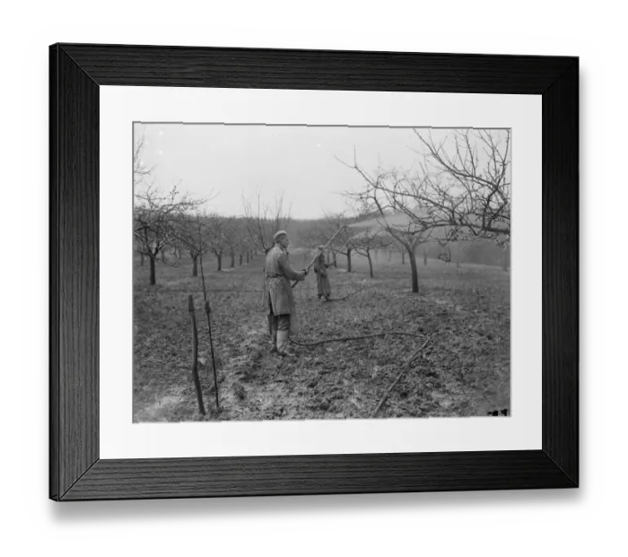 Framed Print : Spraying fruit orchard. 1935 Framed Print : Spraying fruit orchard. 1935