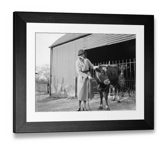 Framed Print : A young heifer wearing a cowbell, Cranbrook, Kent 1935
