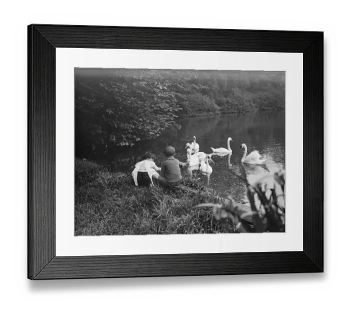 Framed Print : Children watch swans on the lake in Lullingstone Park near Eynsford, Kent Framed Print : Children watch swans on the lake in Lullingstone Park near Eynsford, Kent