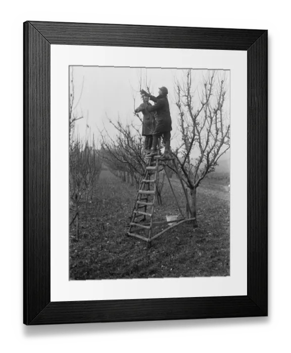 Framed Print : Pruning fruit trees. 1935