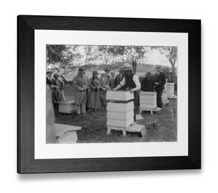 Framed Print : Demonstration of bee keeping. 1935 Framed Print : Demonstration of bee keeping. 1935