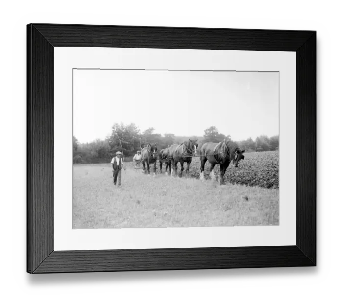 Framed Print : Ploughing in 1937 Framed Print : Ploughing in 1937