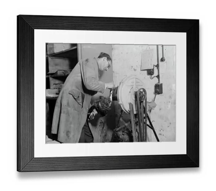 Framed Print : Feather plucking machine for poultry in action. 1935 Framed Print : Feather plucking machine for poultry in action. 1935