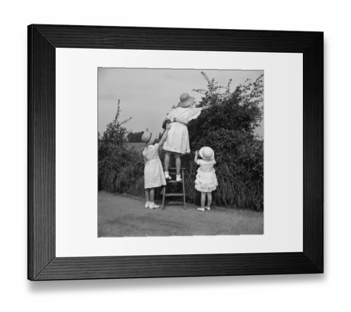 Framed Print : Young girls pick blackberries. 1936