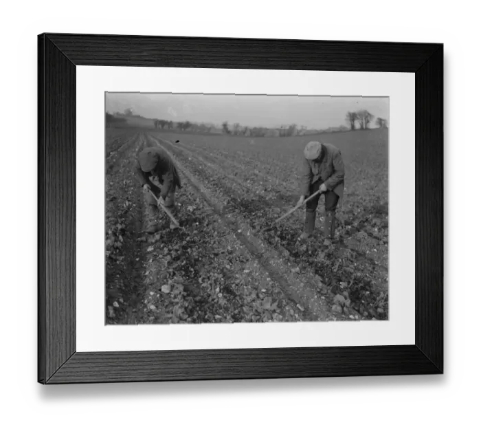 Framed Print : Farm workers hoeing in a field in Ruxley, Kent. 1939 Framed Print : Farm workers hoeing in a field in Ruxley, Kent. 1939