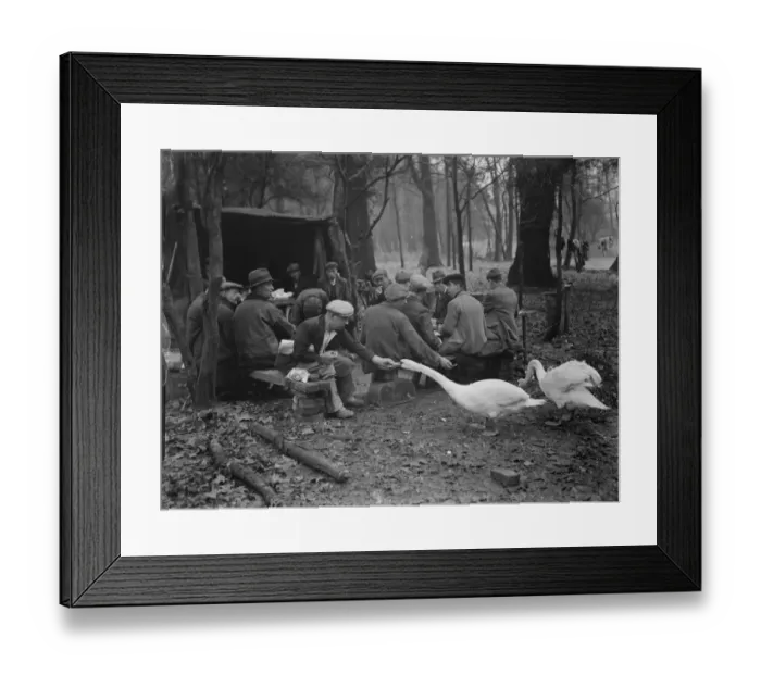 Framed Print : Workmen on their tea break feeding the swans during the reconstruction of the gardens Framed Print : Workmen on their tea break feeding the swans during the reconstruction of the gardens