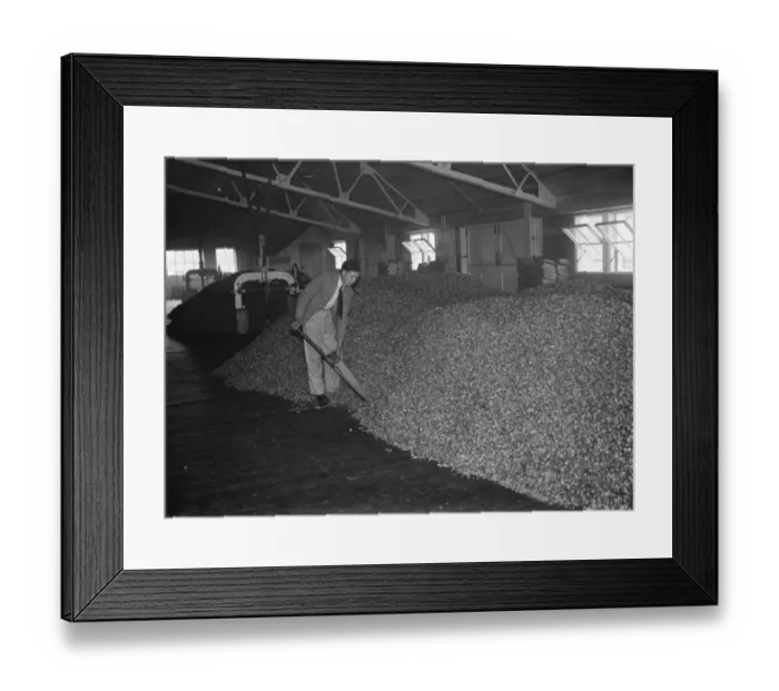 Framed Print : Hop kiln interior. 1935 Framed Print : Hop kiln interior. 1935
